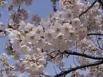 IMG_20180413_132034.jpg